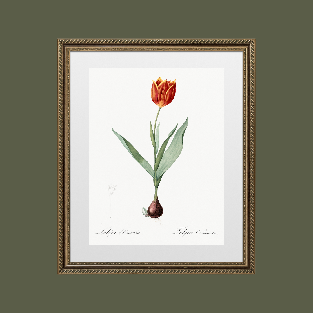 Tulip Antique Art Print