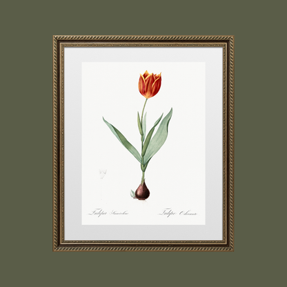 Tulip Antique Art Print