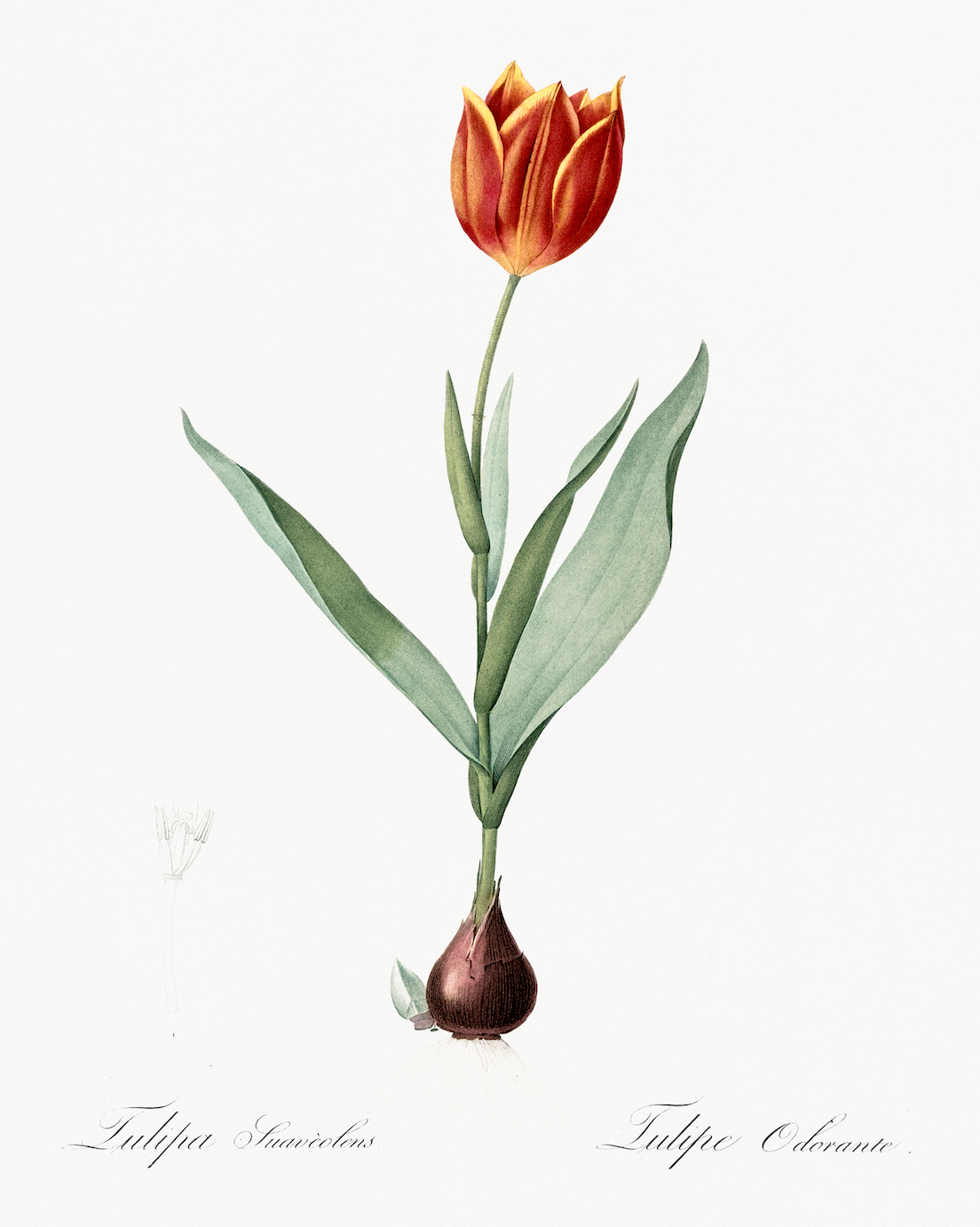 Tulip Antique Art Print