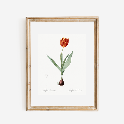 Tulip Antique Art Print