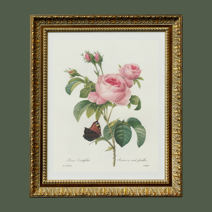 Pink Rose & Butterfly Floral Antique Print