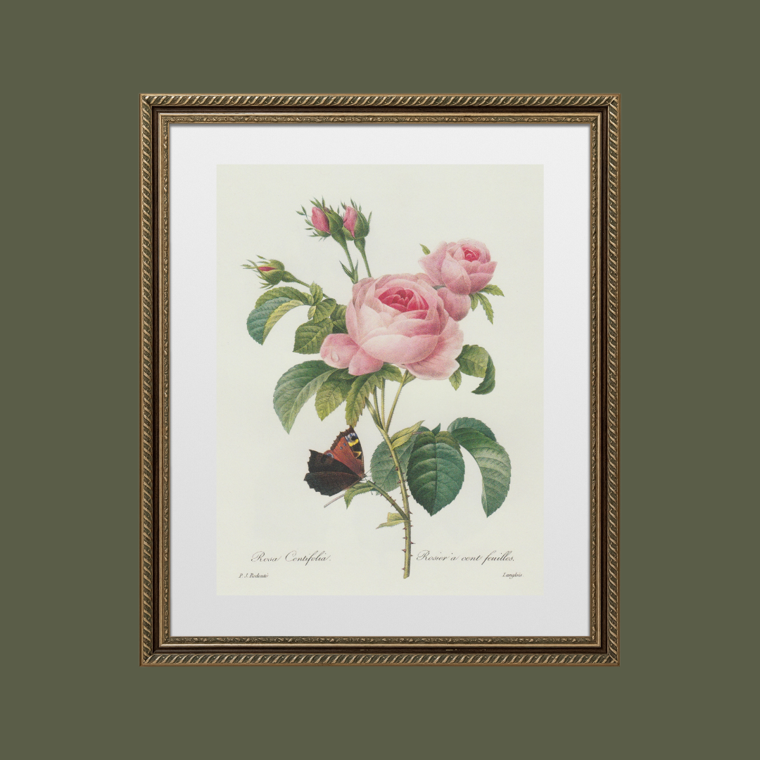 Pink Rose & Butterfly Floral Antique Print