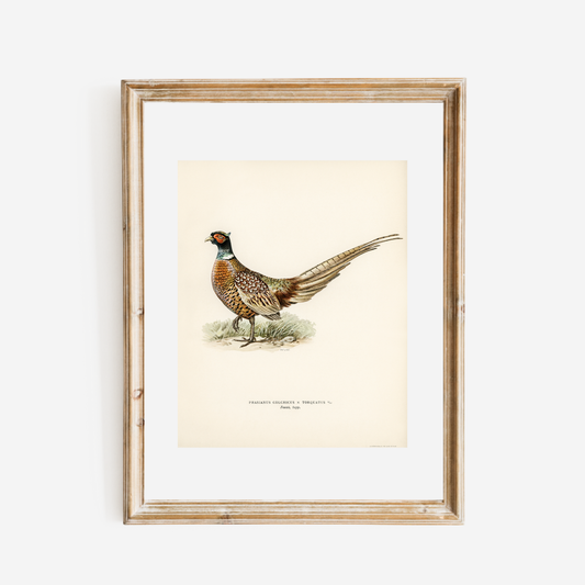 Pheasant Antique Art Print