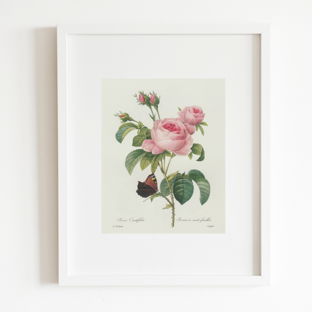 Pink Rose & Butterfly Floral Antique Print