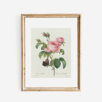 Pink Rose & Butterfly Floral Antique Print