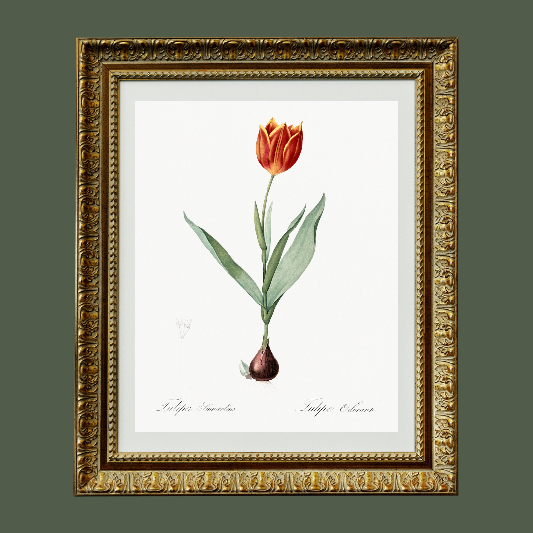 Tulip Antique Art Print