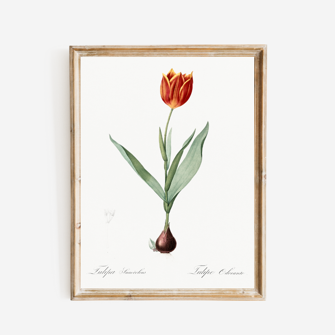 Tulip Antique Art Print