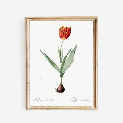 Tulip Antique Art Print