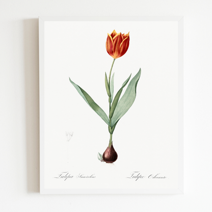 Tulip Antique Art Print