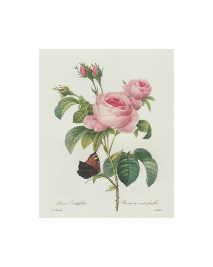 Pink Rose & Butterfly Floral Antique Print