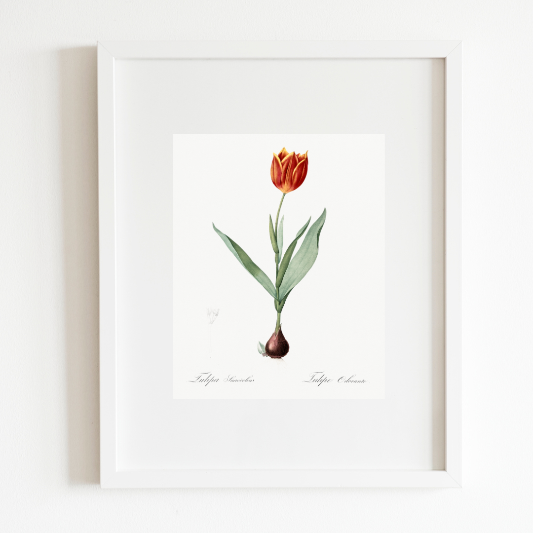 Tulip Antique Art Print