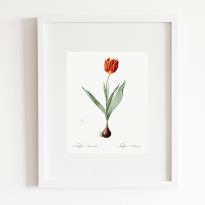 Tulip Antique Art Print