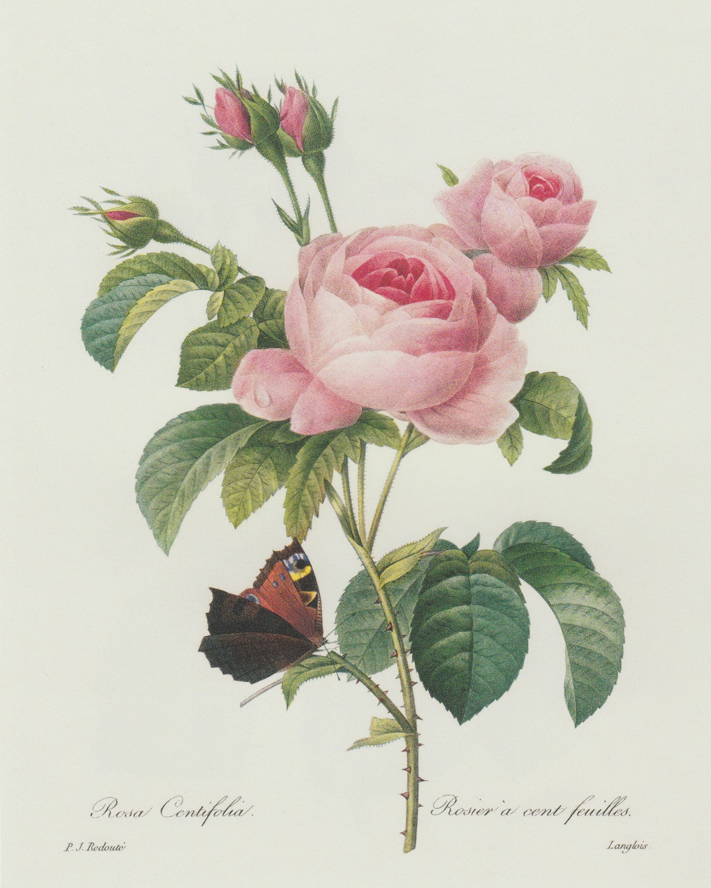 Pink Rose & Butterfly Floral Antique Print