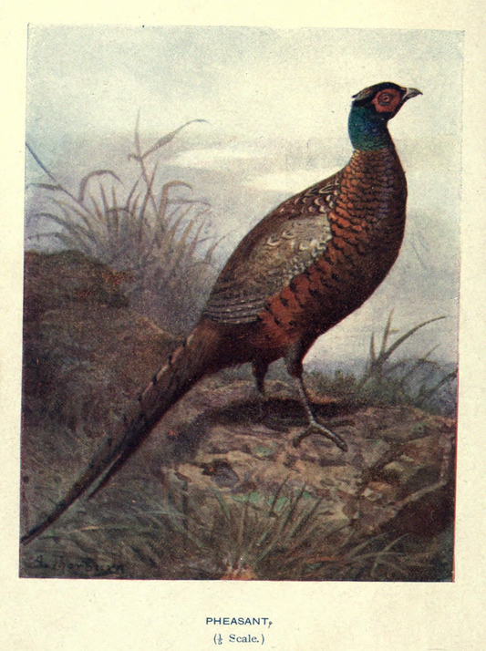 Wild Pheasant Antique Print